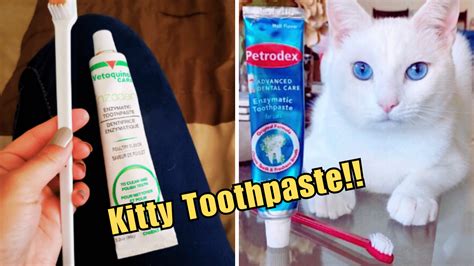 animal toothpaste cat toothpaste.